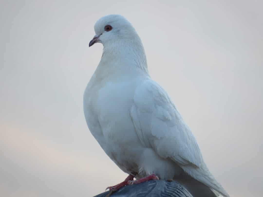 You Received a Message from the Dove of Peace