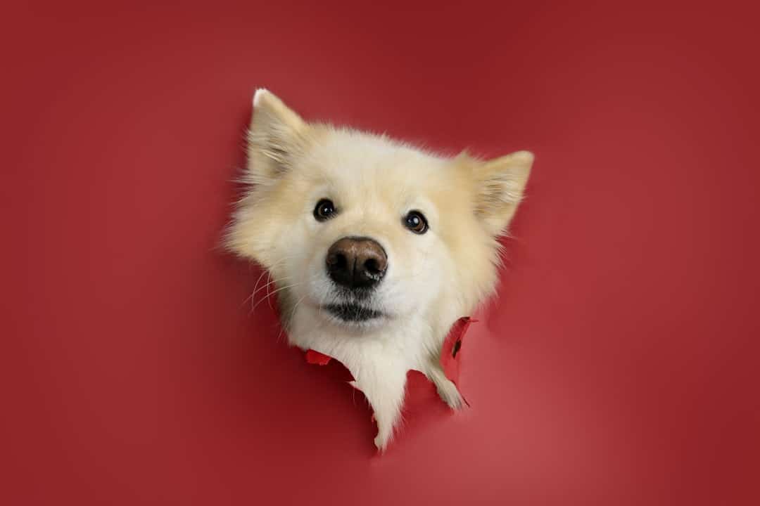 Translate What Your Dog Is Saying: Simple Signs and Signals