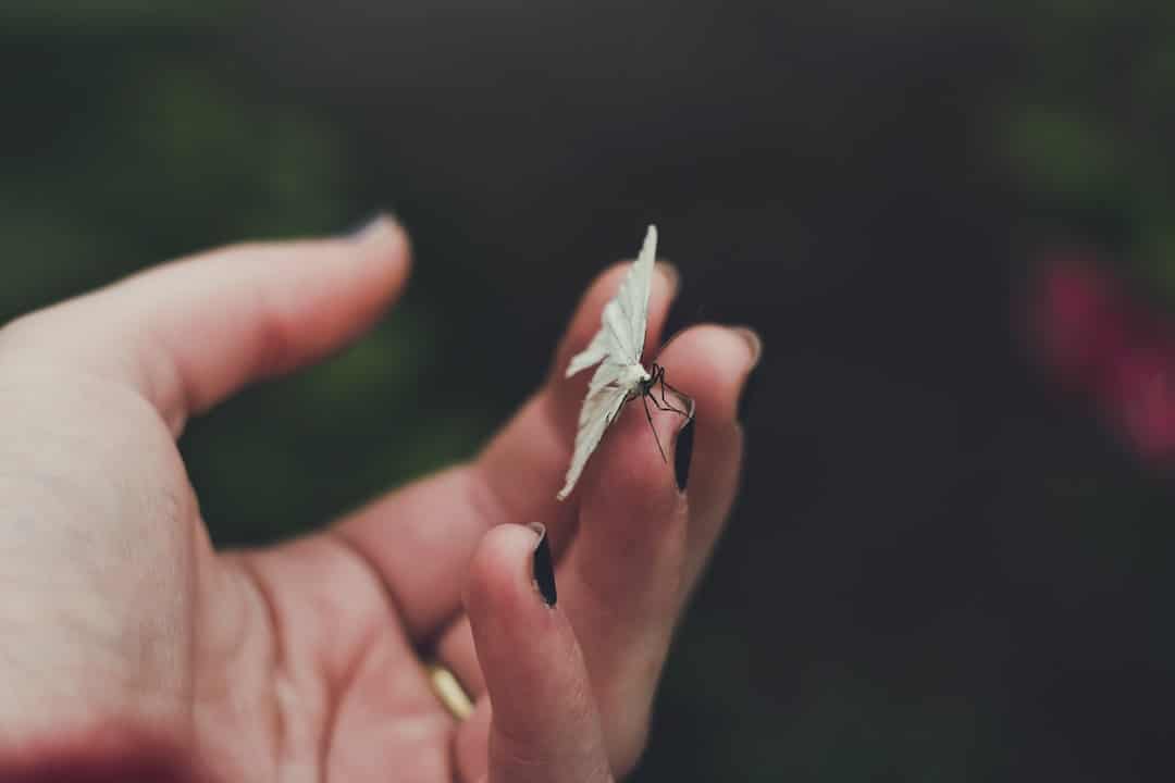 You Received a Peace Dove Message That Changes Everything